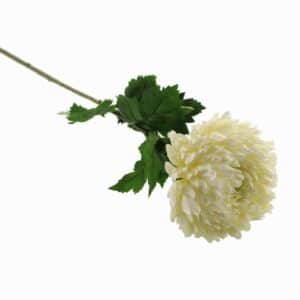 Cream Chrysanthemum