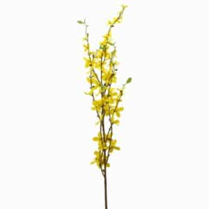 Forsythia Spray