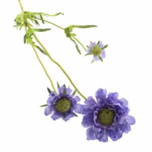 Blue/Lilac Scabiosa Spray