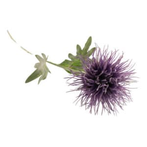 Purple Musk Thistle Stem