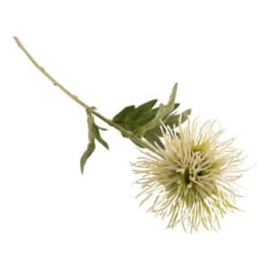 White Musk Thistle Stem