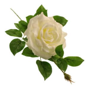 White Alba Rose with Bud