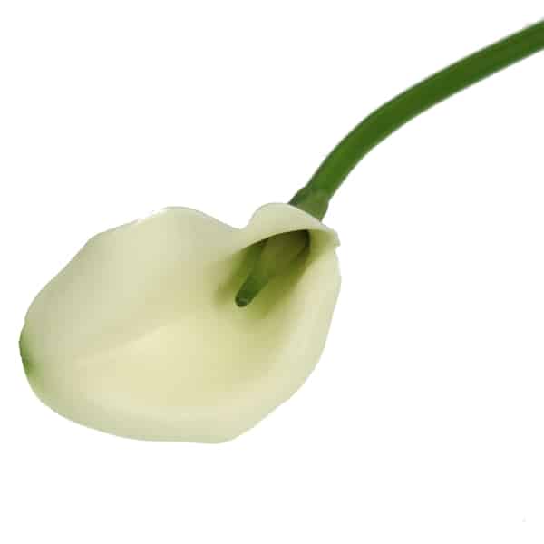 Cream Calla Lily Single Cm Gordon Rigg