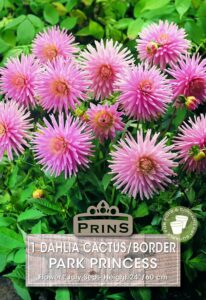 Dahlia cactus/border Park Princess