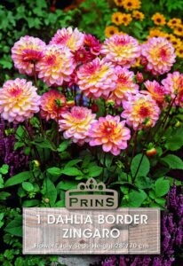 Dahlia border Zingaro