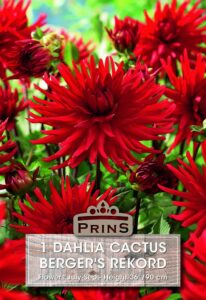 Dahlia cactus Berger's Rekord