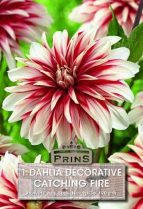 Dahlia decorative Catching Fire