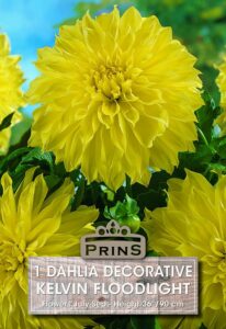 Dahlia decorative Kelvin Floodlight