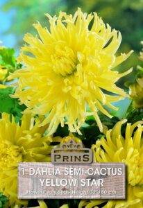 Dahlia semi-cactus Yellow Star