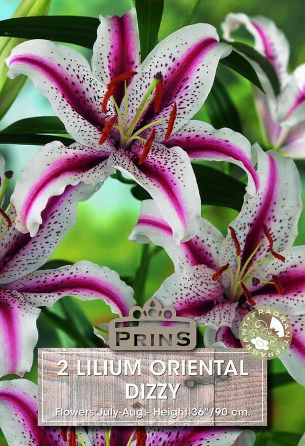 Lilium oriental Dizzy