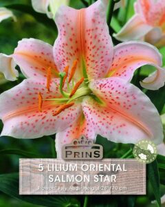 Lilium Oriental Salmon Star