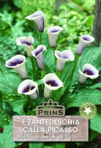 Zantedeschia Calla Picasso