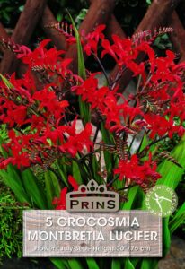 Crocosmia Montbretia Lucifer