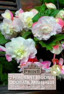 Fragrant Begonia Odorata Angelique