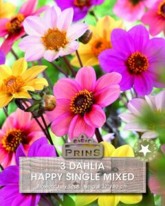 Dahlia Happy Single Mixed