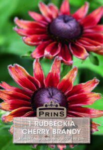 RUDBECKIA cherry brandy