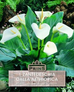 Calla Zantedeschia Aethiopica