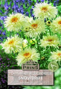 Chrysanthemum Leucanthemum Snowdrift