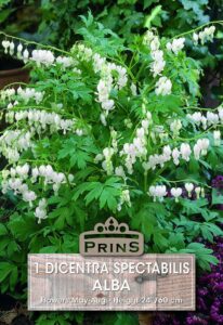 Dicentra Spectabilis Alba