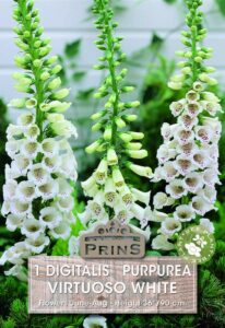 Digitalis Purpurea Virtuoso White