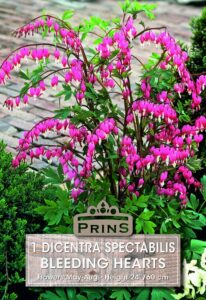 Dicentra Spectabilis Bleeding Hearts