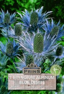 Eryngium Alpinum Blue Distel