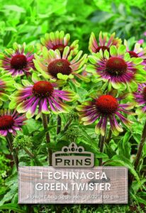 Echinacea Green Twister