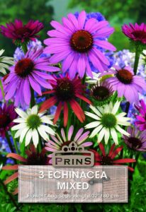 Perennials Echinacea Mixed