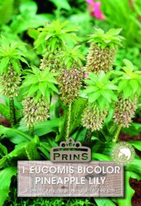 Eucomis bicolor Pineapple Lily