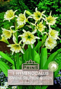 Hymenocallis Ismene Sulphur Queen