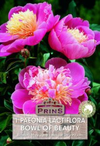 Paeonia Lactiflora Bowl Of Beauty