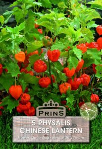 Physalis Chinese Lantern