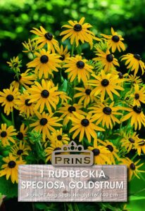 Rudbeckia Speciosa Goldstrum