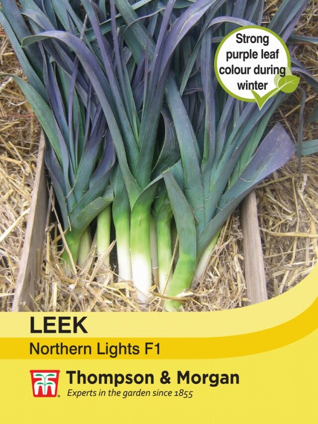 Leek Northern Lights F1 Hybrid - Gordon Rigg