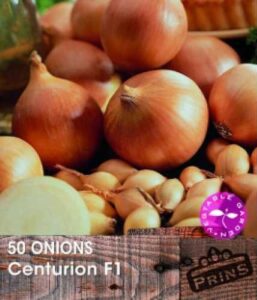 Onions Centurion