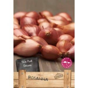 Onions Pink Rosanna