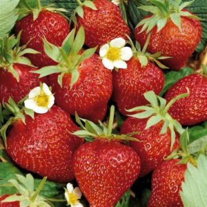 Strawberry Ostara