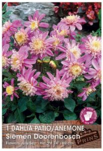 Dahlia patio/anemone Siemen Doorenbosch