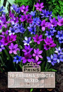 Babiana stricta Mixed