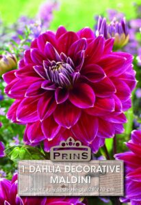 Dahlia decorative Maldini