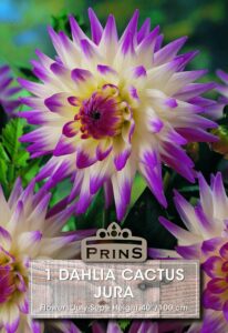 Dahlia cactus Jura