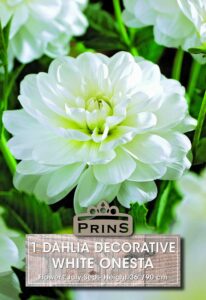 Dahlia decorative White Onesta