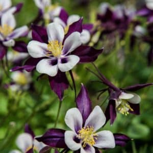 Aquilegia