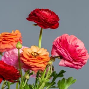 Ranunculus