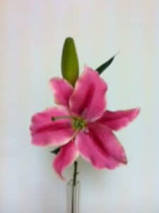 Artificial Pink Casablanca Lily spray