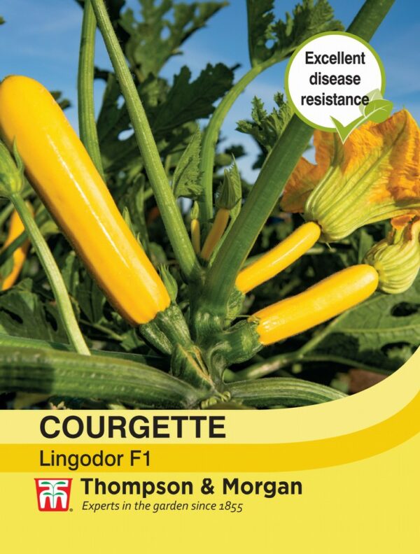 Courgette Lingodor F1