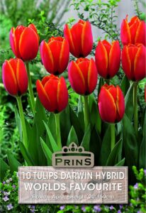 Tulips Darwin Worlds Favourite