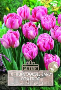 Tulips Double Early Foxtrot