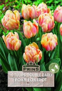 Tulips Double Early Foxy Foxtrot