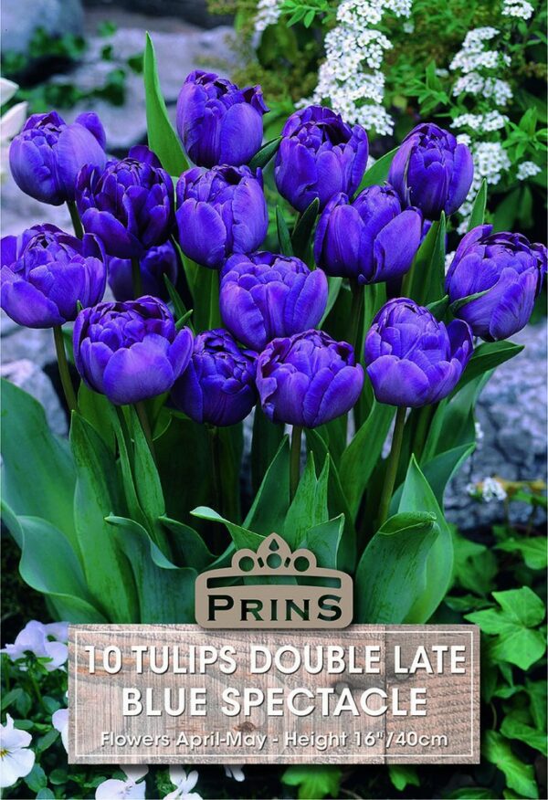 Tulips Double Late Blue Spectacle